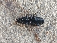 Carabidae