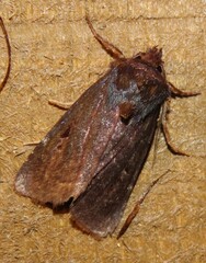 Austramathes purpurea