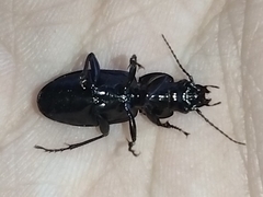 Carabidae
