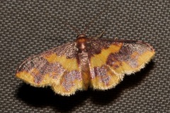 Lophosis labeculata