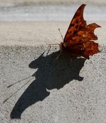 Polygonia interrogationis