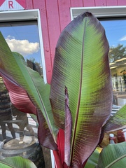 Ensete