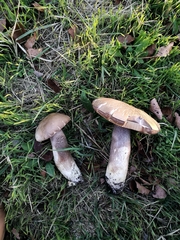 Leccinum duriusculum