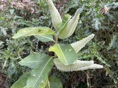 Asclepias syriaca