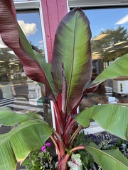 Ensete