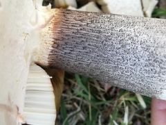 Leccinum duriusculum