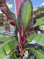 Ensete