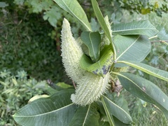 Asclepias syriaca