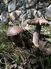 Leccinum duriusculum