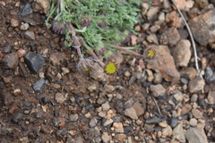 Erigeron compositus