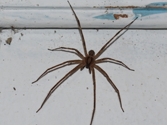 Acanthoctenus