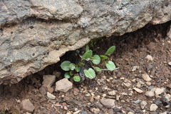 Packera pauciflora