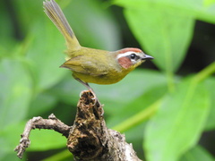 Basileuterus delattrii