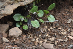 Packera pauciflora