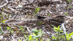 Hydropsalis torquata