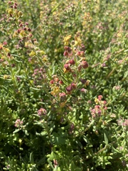 Tetragonia fruticosa