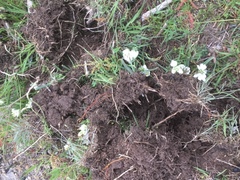 Ornithogalum concinnum