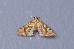 Musotima nitidalis