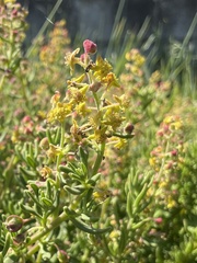Tetragonia fruticosa