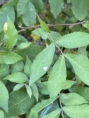 Cameraria caryaefoliella