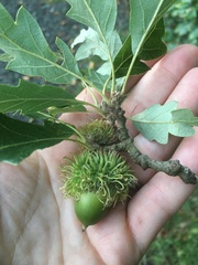 Quercus cerris