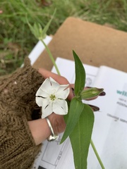 Silene latifolia