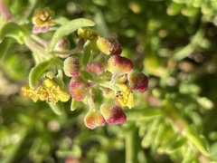 Tetragonia fruticosa