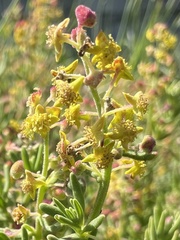 Tetragonia fruticosa