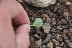 Packera pauciflora