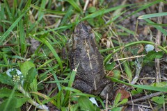 Rhinella dorbignyi