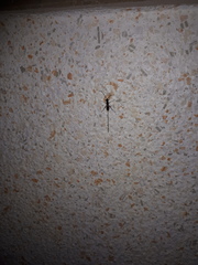 Ichneumonoidea