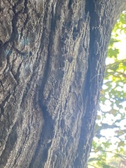Araneus saevus