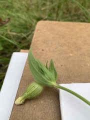 Silene latifolia