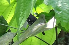 Thamnophilus atrinucha