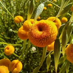 Oncosiphon pilulifer