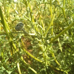 Oncosiphon pilulifer