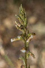 Cyclopogon elatus