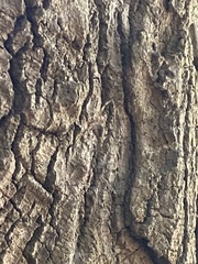 Araneus saevus