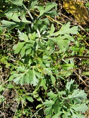 Artemisia absinthium