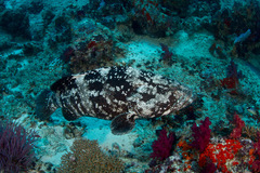 Epinephelus malabaricus