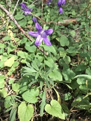 Campanulaceae
