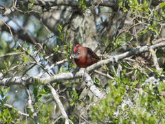 Coryphospingus cucullatus