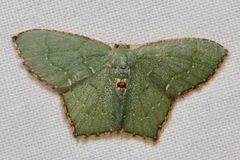 Chloropteryx tepperaria