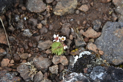 Saxifraga cespitosa
