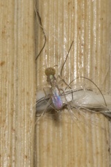 Encyrtidae