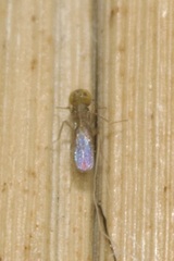 Encyrtidae