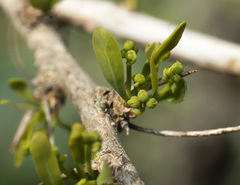 Acanthosyris spinescens