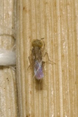 Encyrtidae