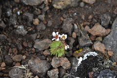 Saxifraga cespitosa