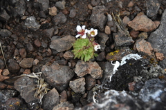 Saxifraga cespitosa